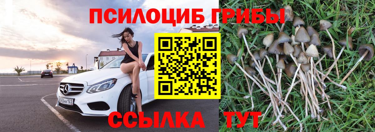 закладки  Вход с VPN  Каменск-Шахтинский  Галлюциногенные грибы Psilocybe 